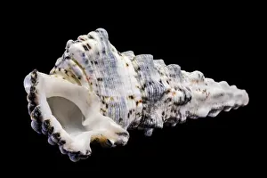 Sea Slug Prints: Hexaplex trunculus Murex Shell Print
