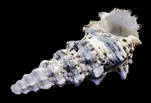 Hexaplex Trunculus Prints: Hexaplex trunculus murex shell with ridged texture and spotted pattern