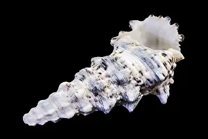Wild Animal Photography Studio Shot Prints: Hexaplex trunculus murex shell with ridged texture and spotted pattern