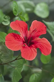 Malvaceae Family Flowers Prints: Hibiscus