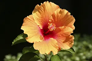 Orange Blossom Plant Prints: Hibiscus