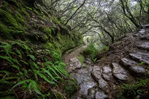 Hiking In Madeira Prints: Hikers on a footpath with steps through dense forest