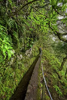 Levada Do Caldeirao Verde Prints: Hikers on a narrow path along a levada