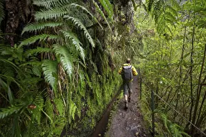 Levada Do Caldeirao Verde Prints: Hikers on a narrow path along a levada