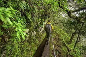 Levada Do Caldeirao Verde Prints: Hikers on a narrow path along a levada