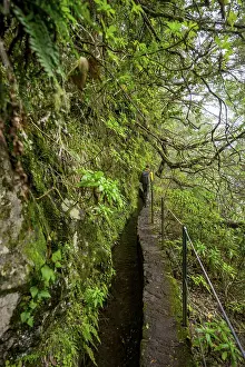 Madeira Island Landscape Prints: Hikers on a narrow path along a levada