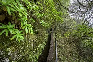 Levada Do Caldeirao Verde Prints: Hikers on a narrow path along a levada