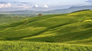 Tuscany Landscape Prints: Hilly landscape with fields and trees
