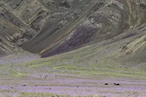 Himalayan Valley Landscape Prints: Himalayan lowering valley