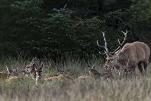 Wildlife Photography Denmark Prints: While the hinds are resting