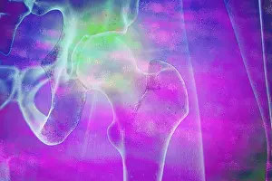 Hip Joint Anatomy Prints: The hip joint is a so-called ball and socket joint because it is round