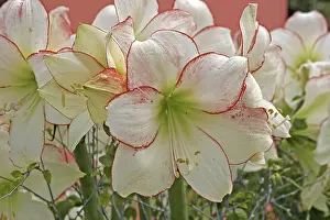 Spring Blooming Plant Prints: Hippeastrum Picotee