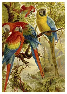 19th Century Scarlet Macaws Print