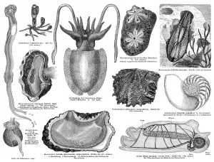 Historical Print of Molluscs and Tunicates, 1890