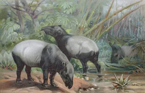 Historical Print of the Malayan Tapir, 1890