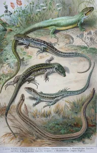 Historical Print of European Lizards