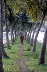 Single Person In Nature Prints: Array of coconut trees, Backwaters of Kodungallur