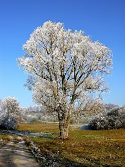 Winter Landscape Prints: Hoarfrost