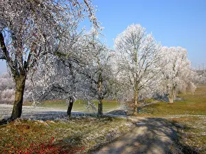 Rime Covered Trees Prints: Hoarfrost