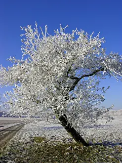 Framed Print : Hoarfrost Print Framed Print : Hoarfrost Print