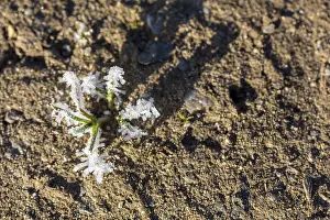 Hoarfrost Pattern Prints: Hoarfrost crystals create an impressive pattern on every stalk and leaf on the ground