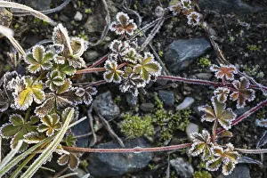 Rime Covered Plants Prints: Hoarfrost on every plant creates pattern and structure