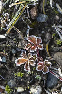 Hoarfrost Pattern Prints: Hoarfrost on every plant creates pattern and structure