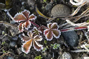 Winter Weather Forecast Prints: Hoarfrost on every plant creates pattern and structure