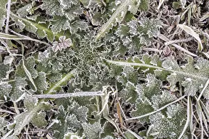 Hoarfrost Pattern Prints: Hoarfrost on every plant creates pattern and structure
