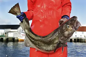 Bony Fish In The Wild Prints: Holding a cod in RAOst
Holding a cod in Rst