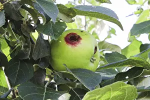 Prints of A hole in a apple caused by a codling moth Codling Prints: A Codling Moth Damaged Apple Print