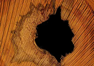 Austrian Nature Photography Prints: Hole in a beech trunk, St. Veit