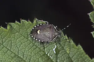 Natural Environment Destruction Prints: Holocostethus spacelatus, tree bug