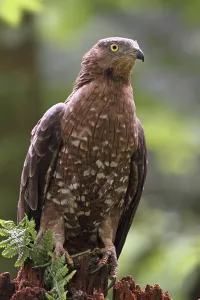 Accipitridae Birds Prints: Honey buzzard