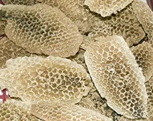Prints of Honeycombs Honey Bee Prints: Honeycombs Print by ImageBROKER