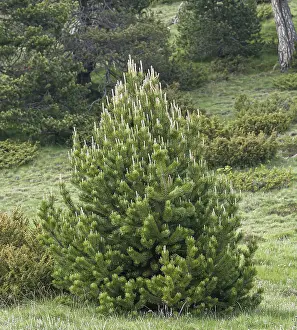 Coniferous Tree Species Prints: Hook pine (Pinus mugo subsp. uncinata)