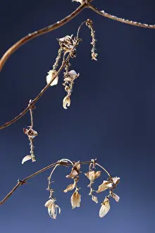 Winter Agricultural Scene Prints: Hops in winter, Germany