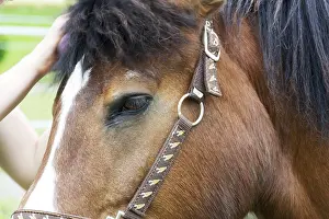 Domestic Horse Breed Prints: Horse