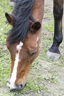 Thoroughbred Breed Prints: Horse