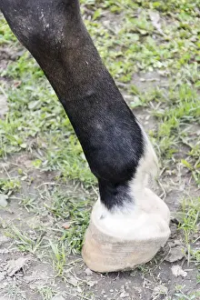 Young Animal Photos Prints: Horse