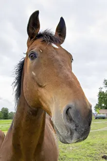 Domestic Horses Prints: Horse