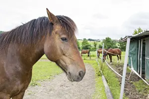 Animal Husbandry Photos Prints: Horse