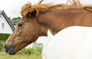 Thoroughbred Breed Prints: Horse