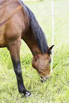 Horse Paddock Scene Prints: Horse