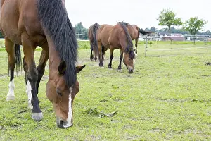 Horse Paddock Prints: Horse