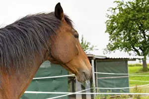 Deserted Paddock Prints: Horse