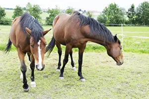 Young Animal Portraits Prints: Horse