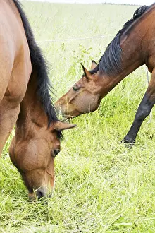 Young Animal Portraits Prints: Horse