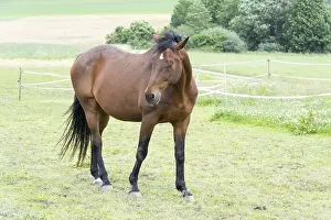 Domestic Horse Prints: Horse