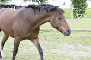 Domestic Horse Prints: Horse